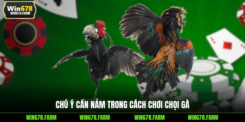 Chú ý cần nắm trong cách chơi chọi gà