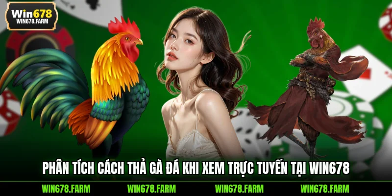 Phân tích cách thả gà đá khi xem trực tuyến tại WIN678